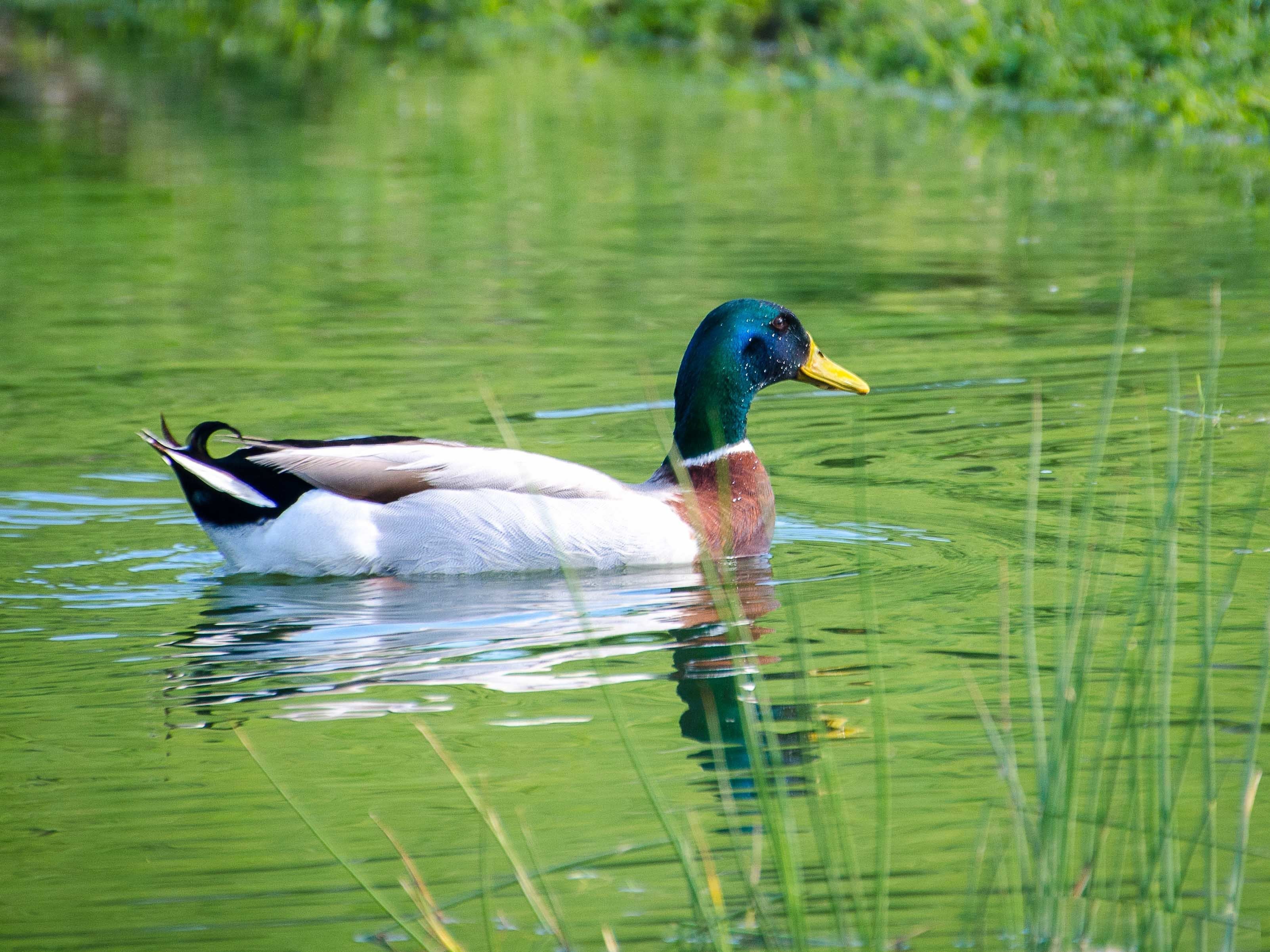 A duck swimming in a body of water with green vegetation around.