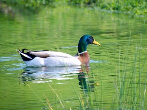A duck swimming in a body of water with green vegetation around. - L'ecrin du Segala - La roulotte (Tauriac-de-Naucelle)