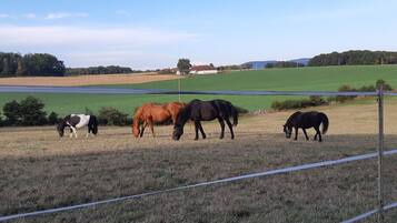 A fenced field with horses grazing.