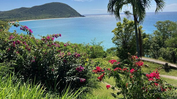 A coastal landscape with a clear view of the sea, lush greenery, and a prominent palm tree. - Beach 100m away ▪ Sea view ▪ Apartment classified 3*quiet▪ garden with trees ▪1 bedroom (Le Moule)