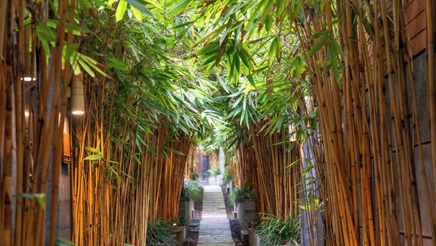 A bamboo-lined pathway leading to a building entrance. - La Paradis Villa (Pererenan)