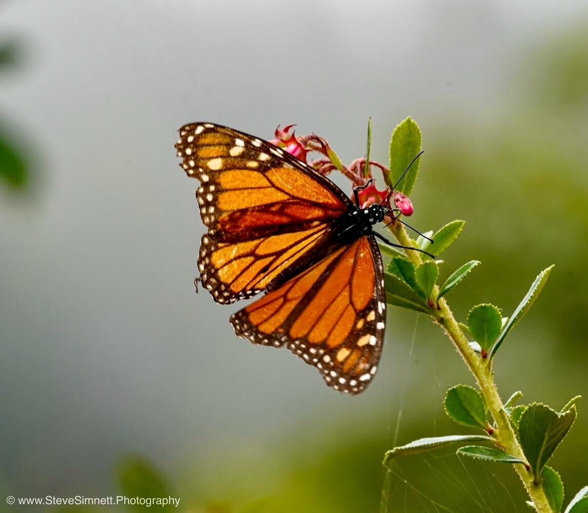 Photo - Quinta Das Faias