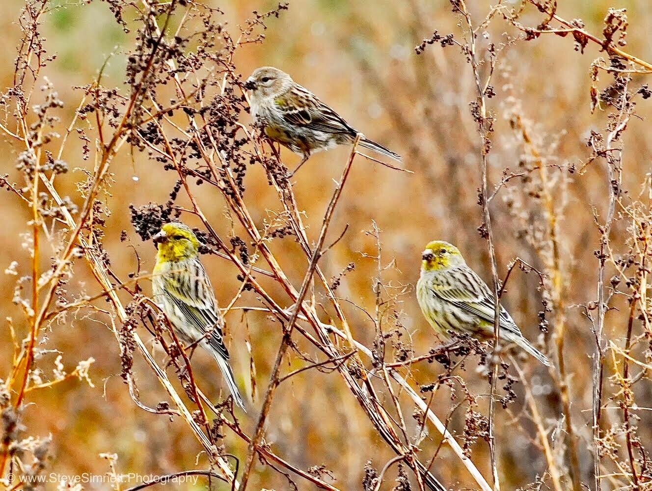 Photo - Quinta Das Faias