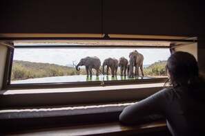 Safari
