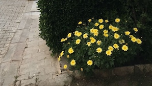 A sign for Anatolia Motel, a paved pathway, a car, and a hedge with yellow flowers. - Anatolia Hotel Ozdere (Menderes)