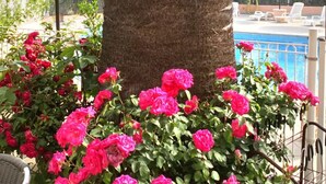 Una palmera rodeada de flores rosas vibrantes, zona de piscina con sillas de descanso y sombrillas de paja.