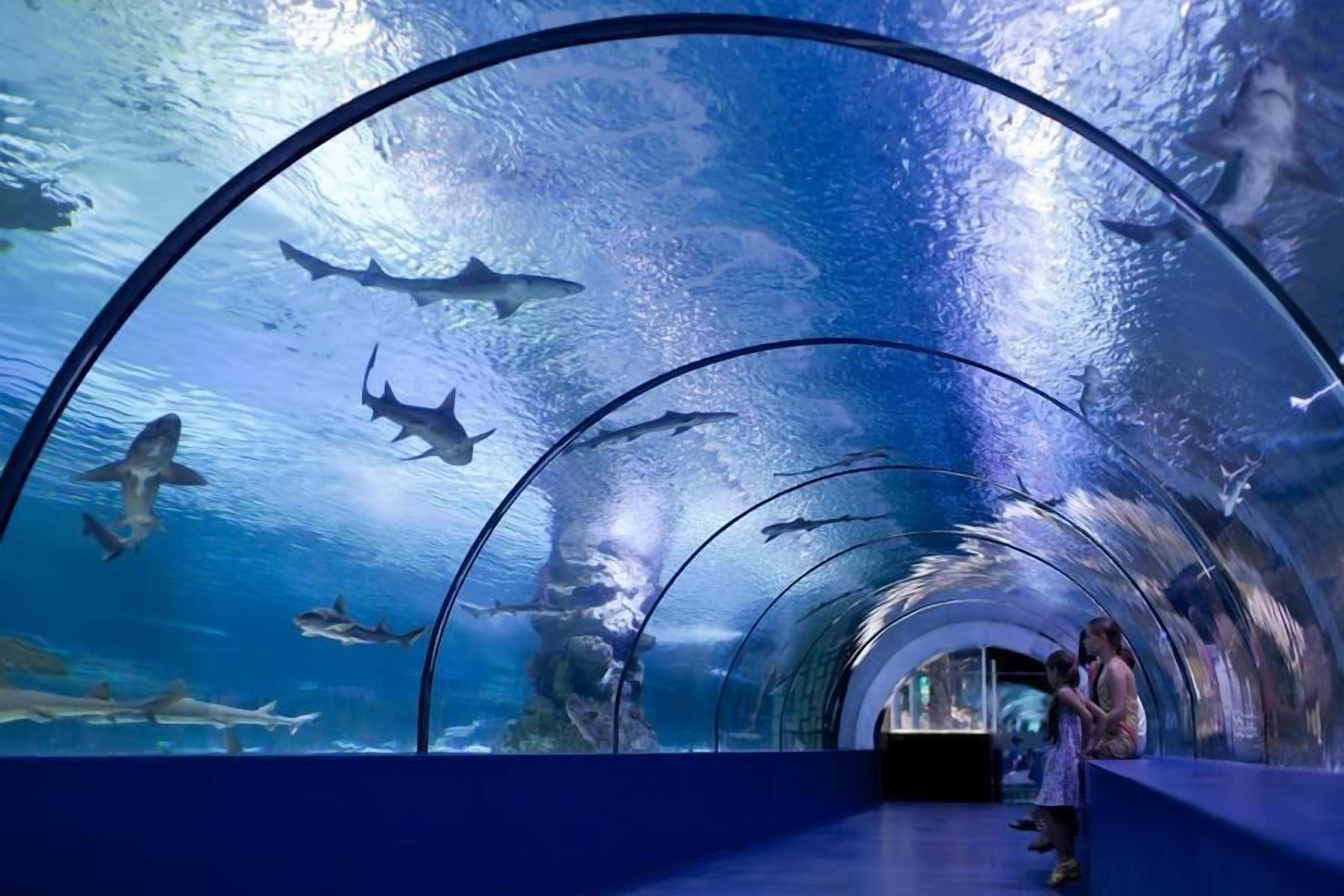 An underwater viewing tunnel with glass walls, allowing clear views of sharks swimming in the water.
