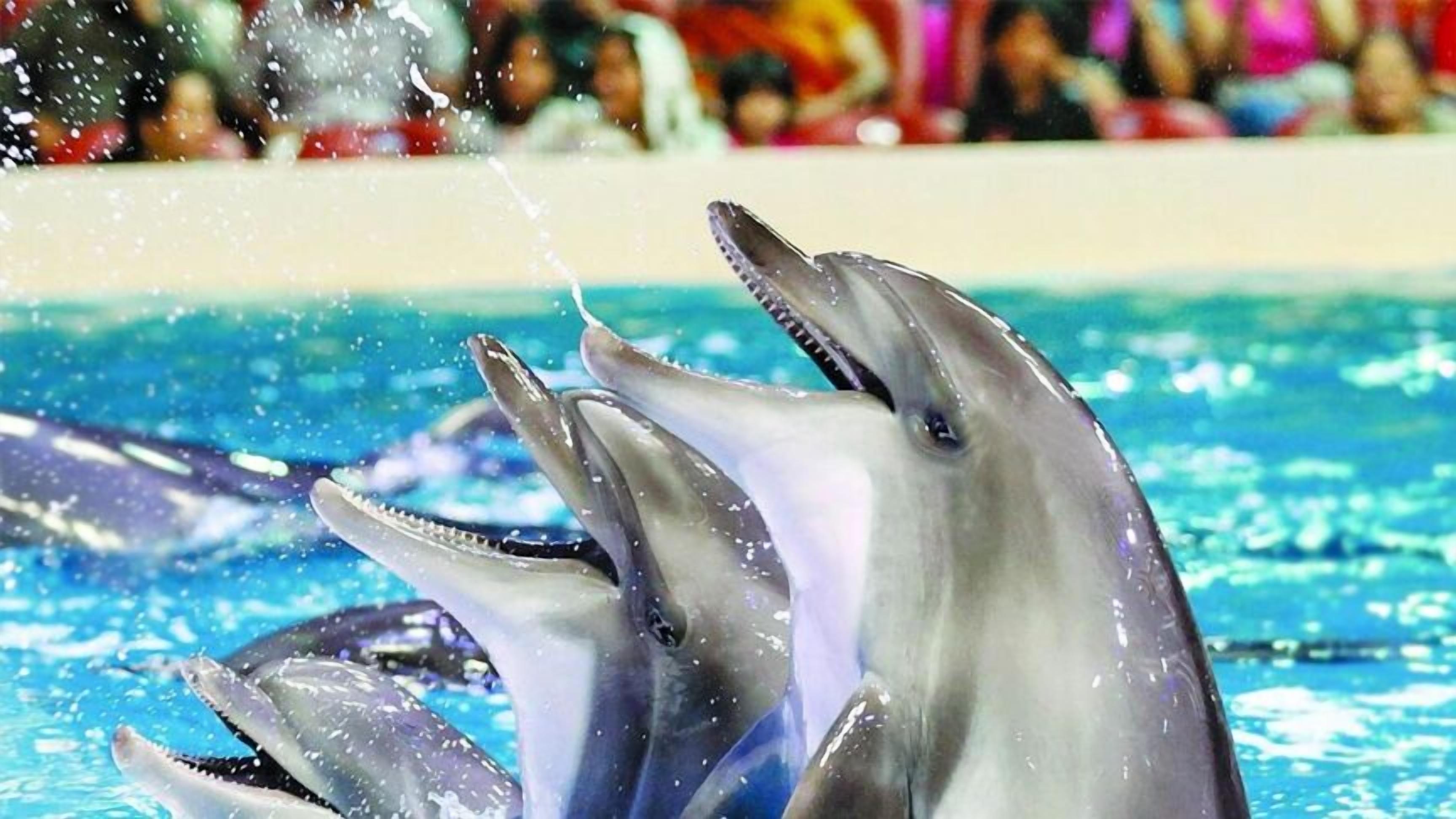 Dolphins performing in a pool with spectators in the background.