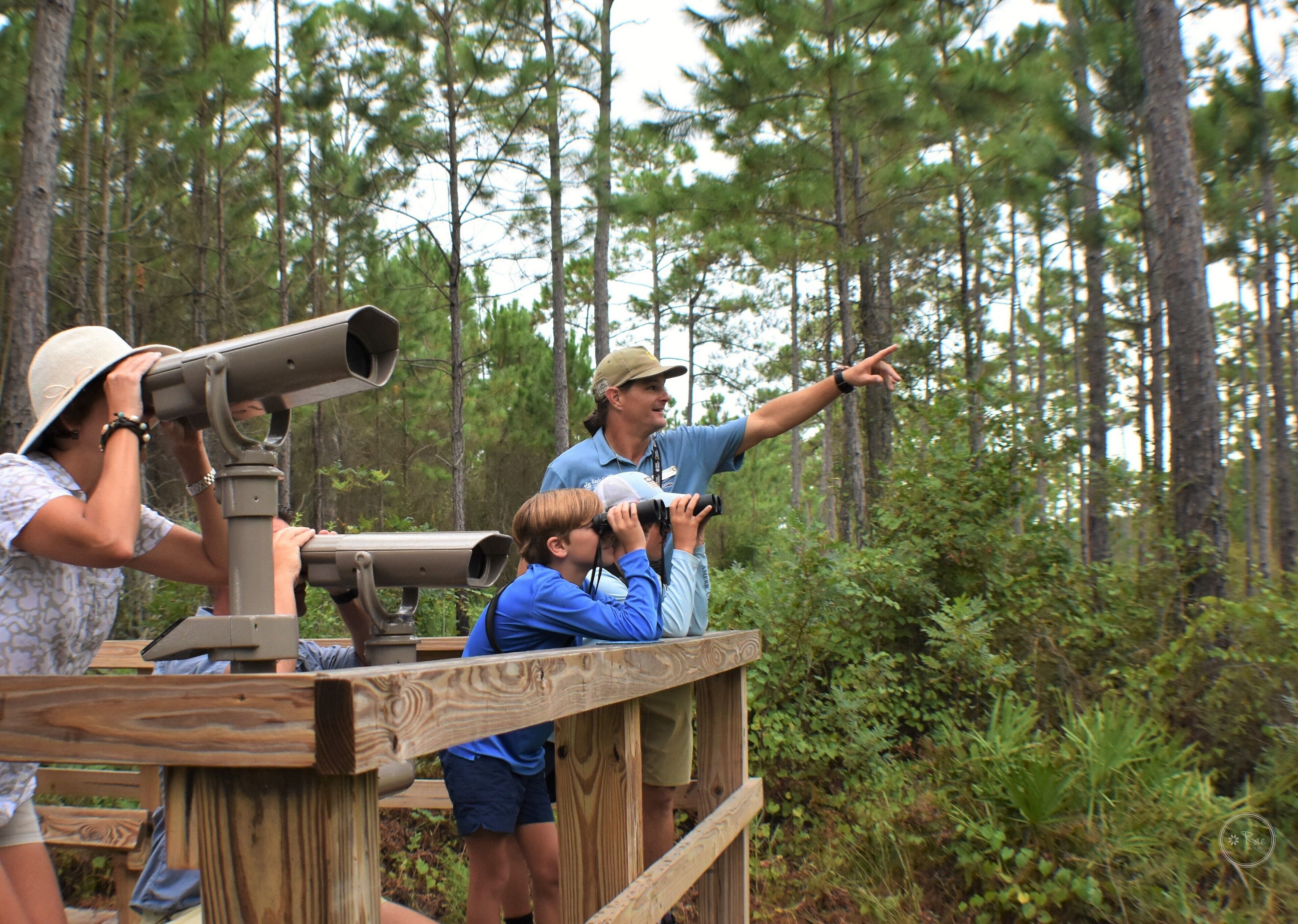 A group of people using binoculars and a telescope on a wooden platform in a forested area.