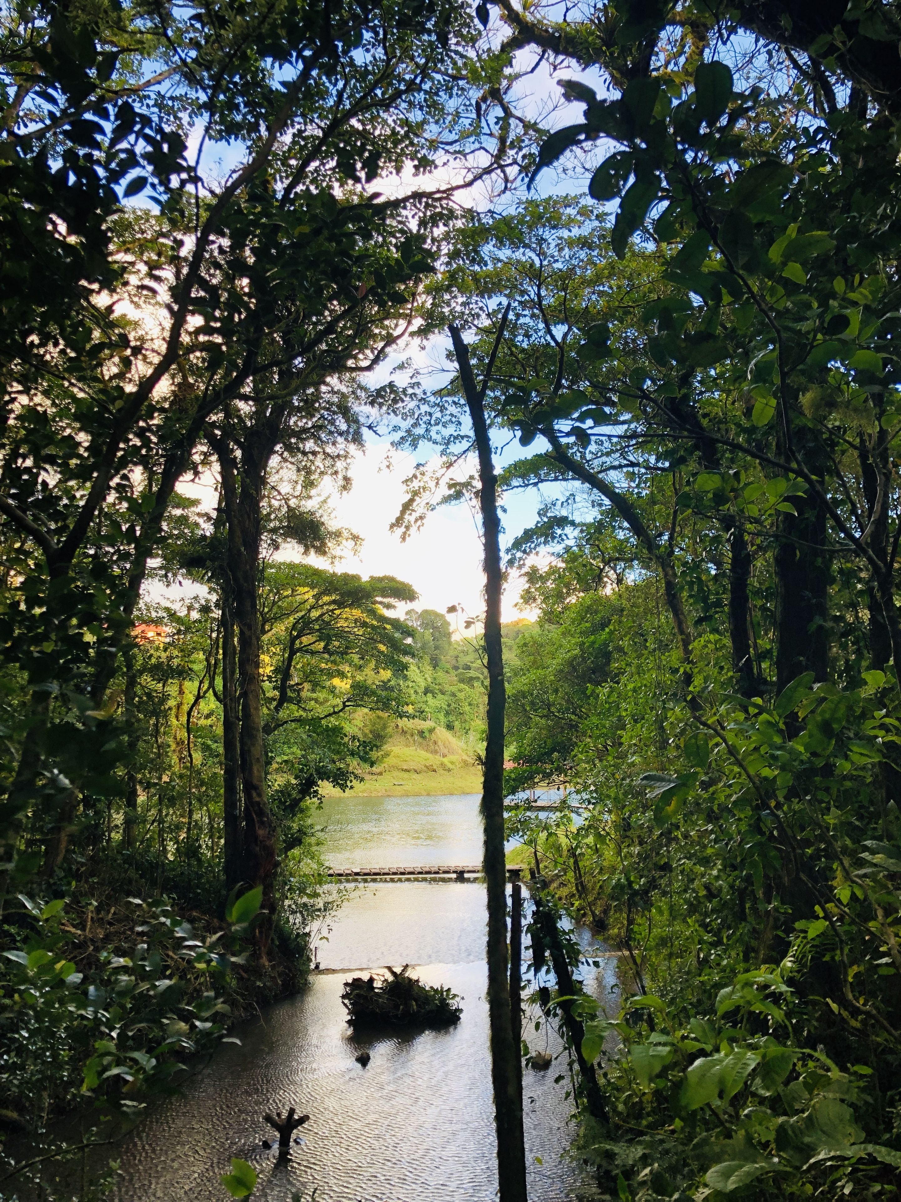 A river surrounded by dense foliage and a wooden bridge.