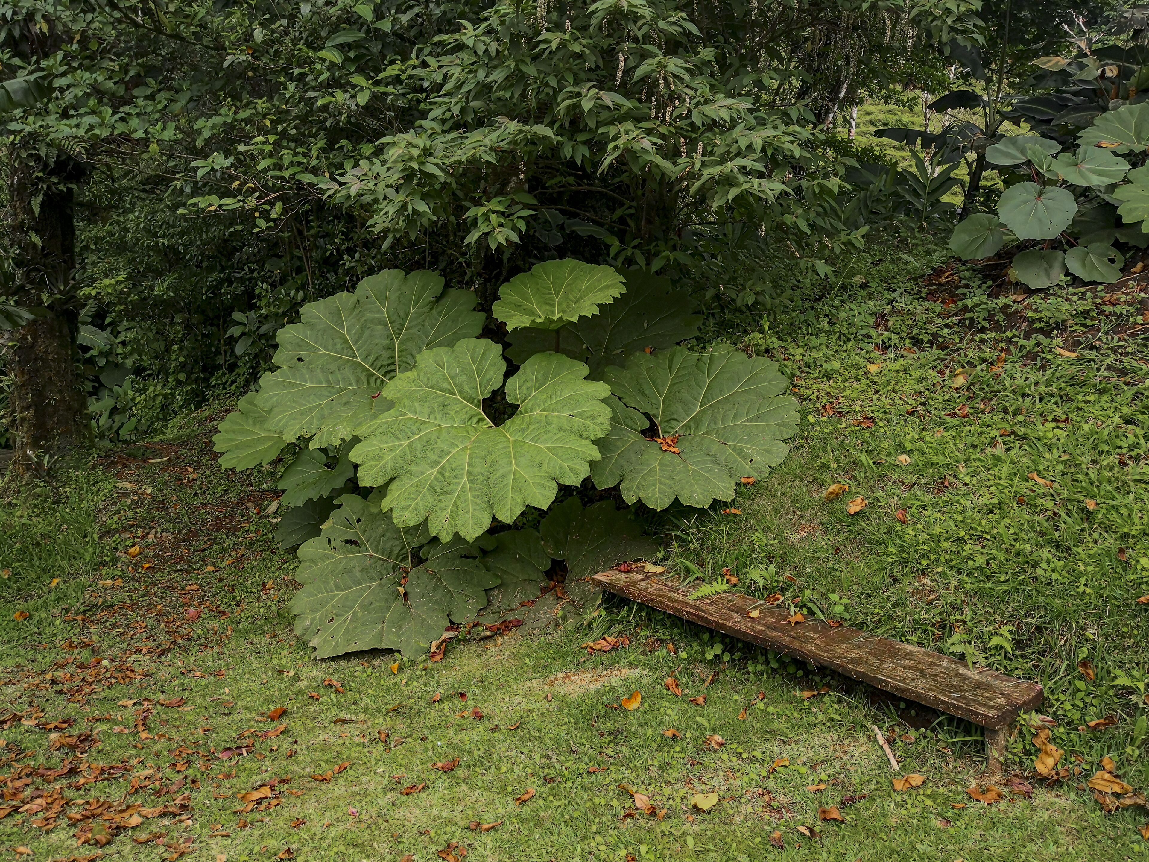 A bench in a grassy area with large green leaves and trees in the background.