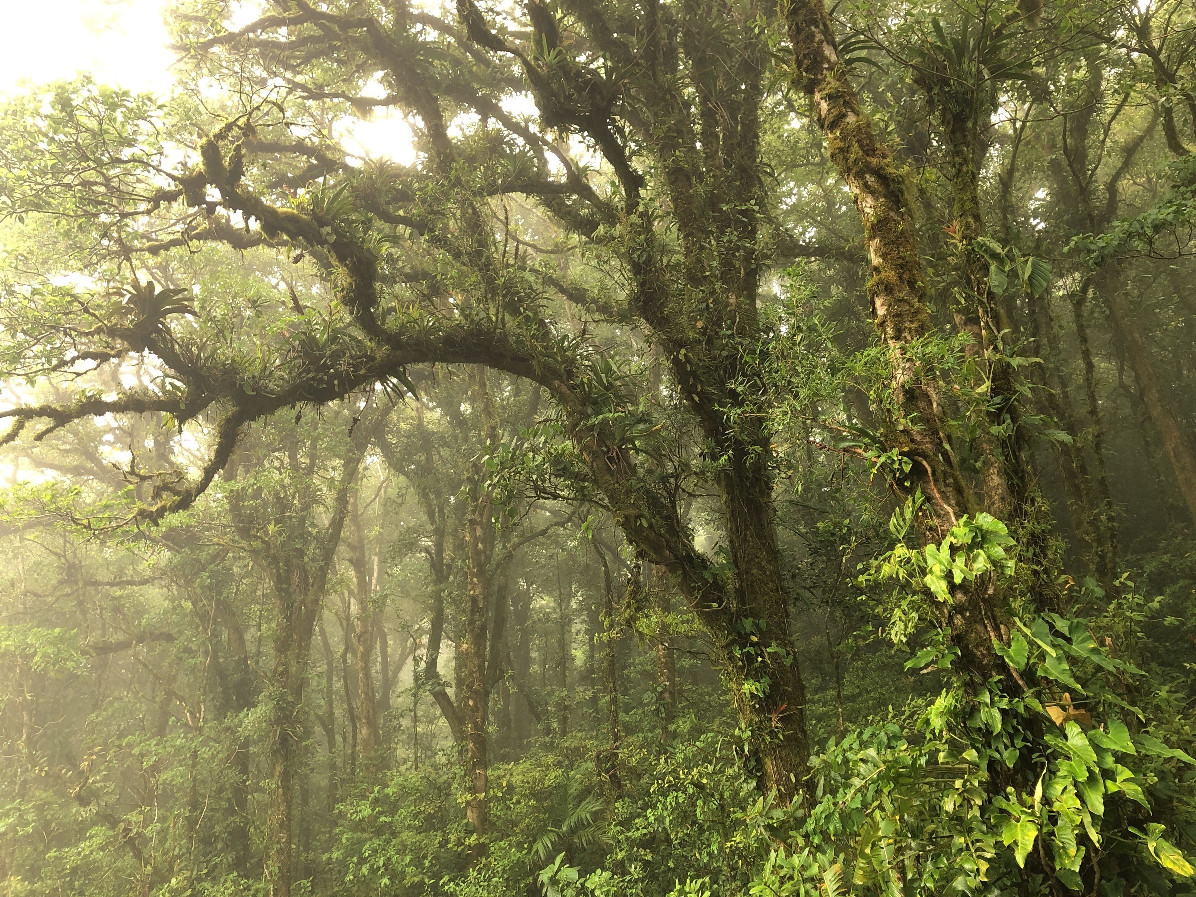 A dense forest with tall trees and thick undergrowth.