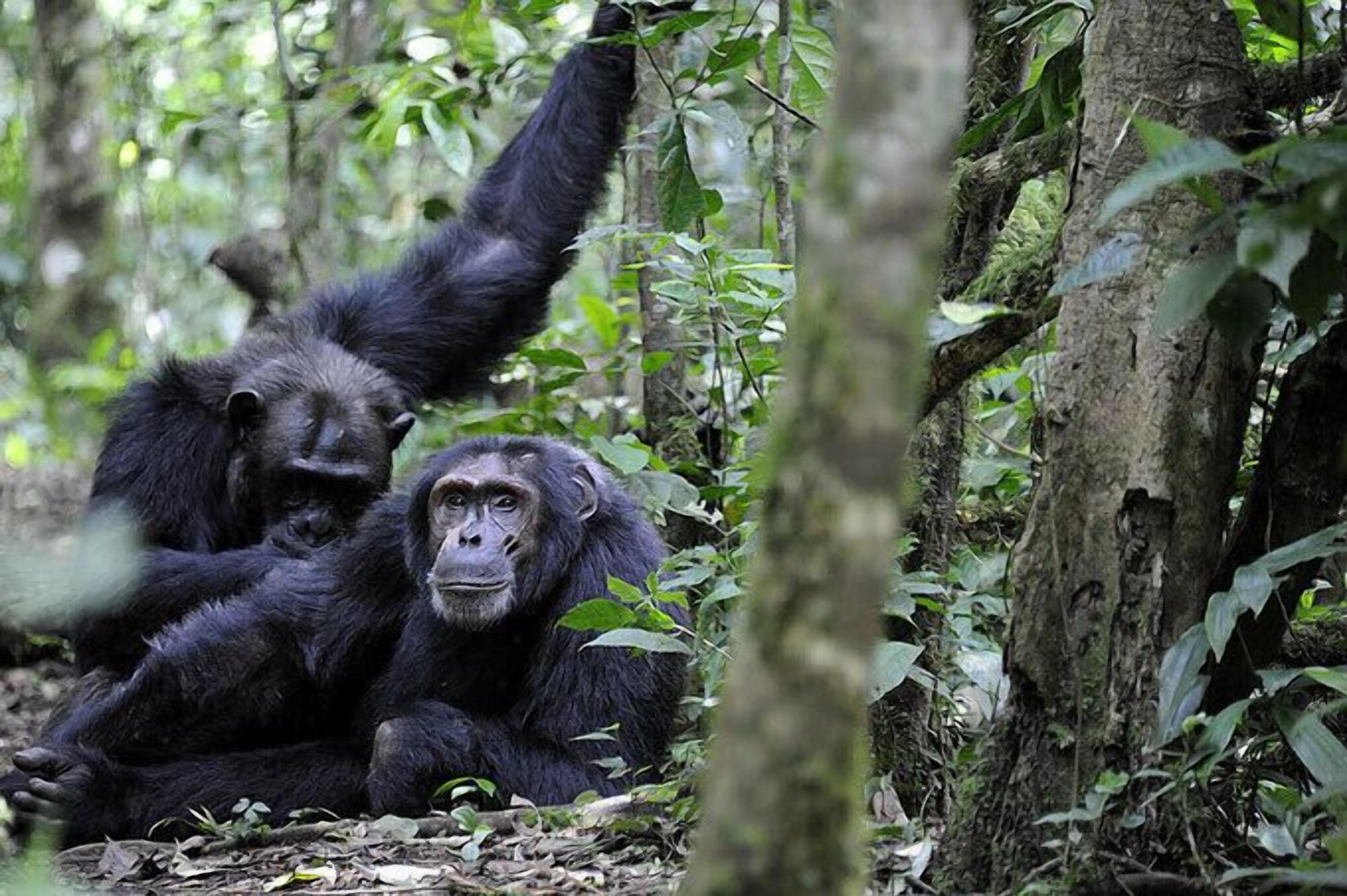 Two chimpanzees in a forested area with dense foliage and trees.