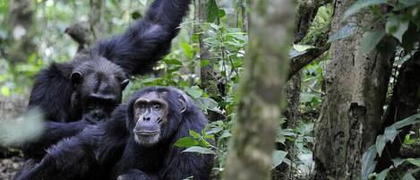 Two chimpanzees in a forested area with dense foliage and trees.