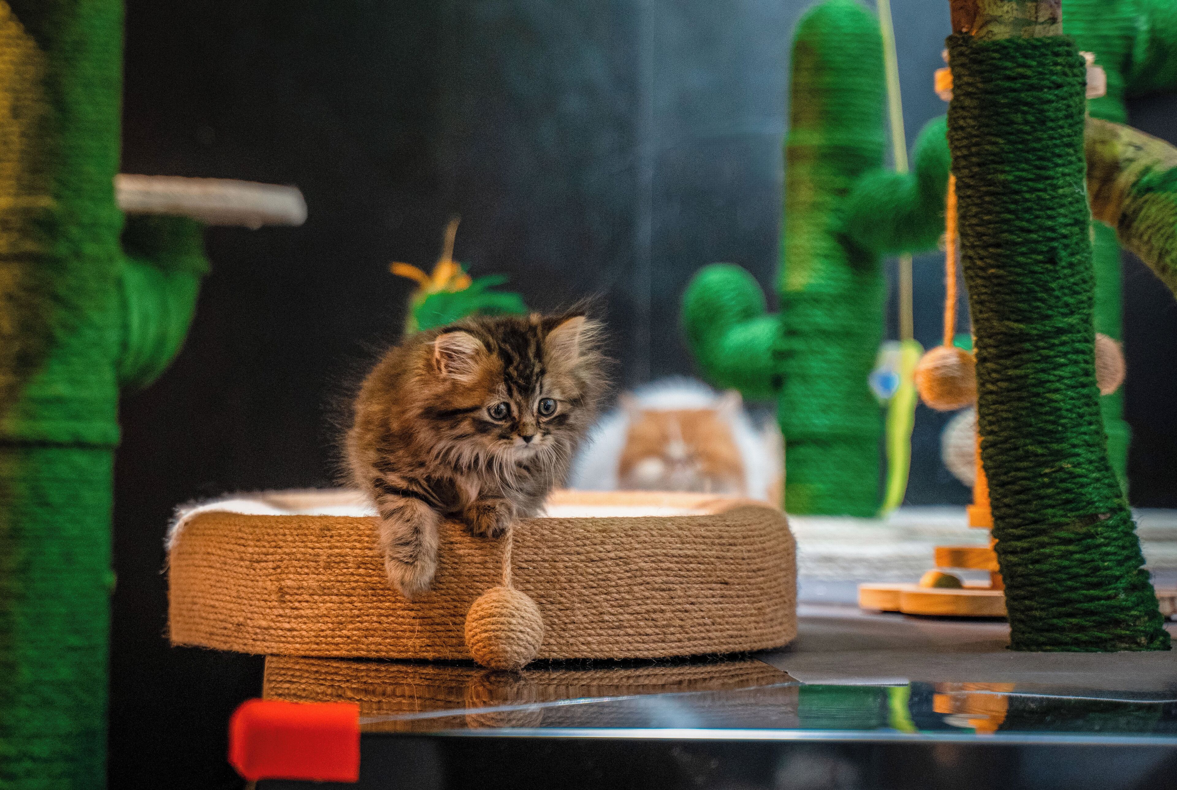 A cat on a scratching post in a room with a dark background and green vertical elements.