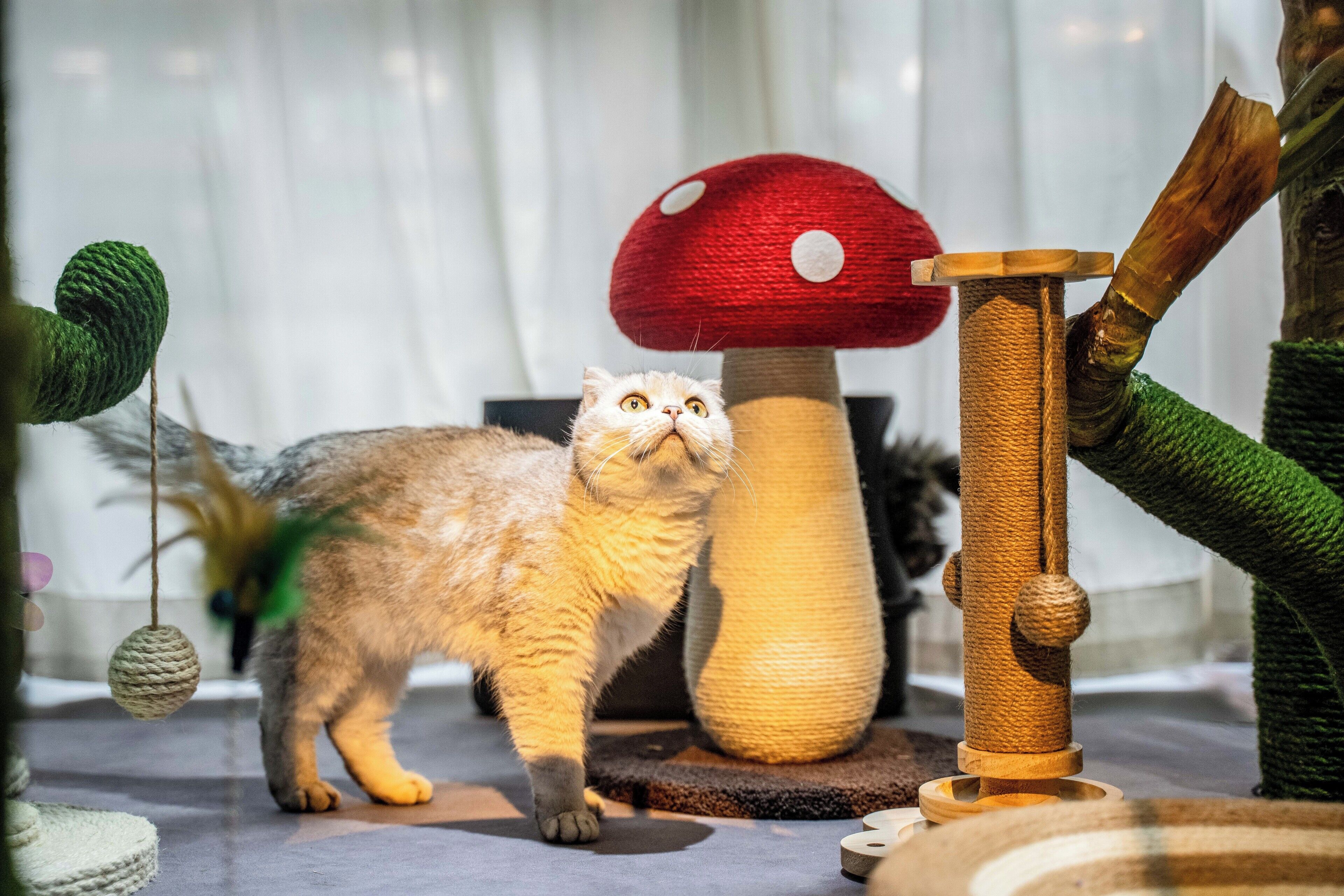 A cat on a cat tree with a mushroom-shaped top and a scratching post.