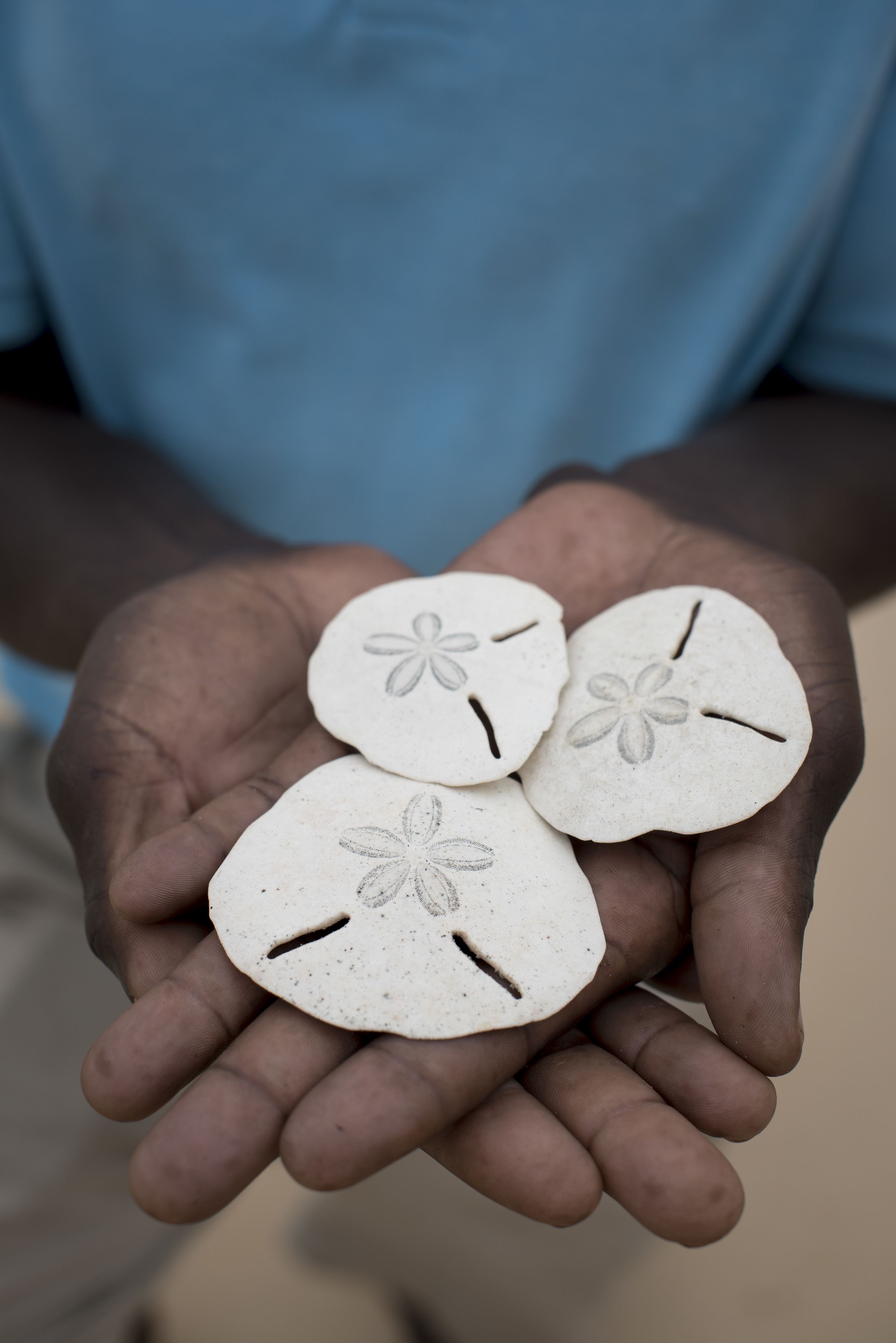 A person holding four white, flower-shaped objects with cutouts.