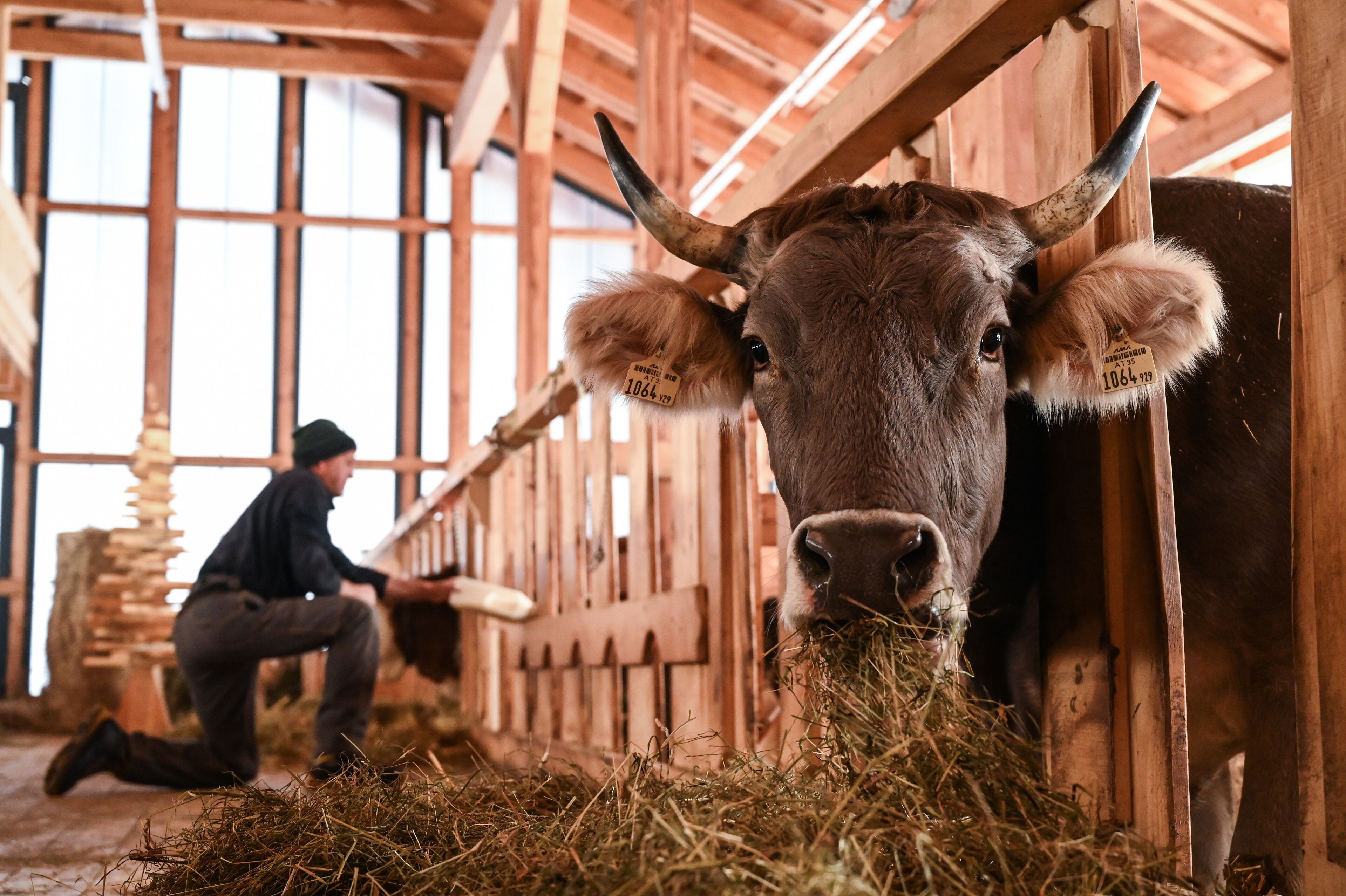 A cow in a barn with wooden beams and windows.