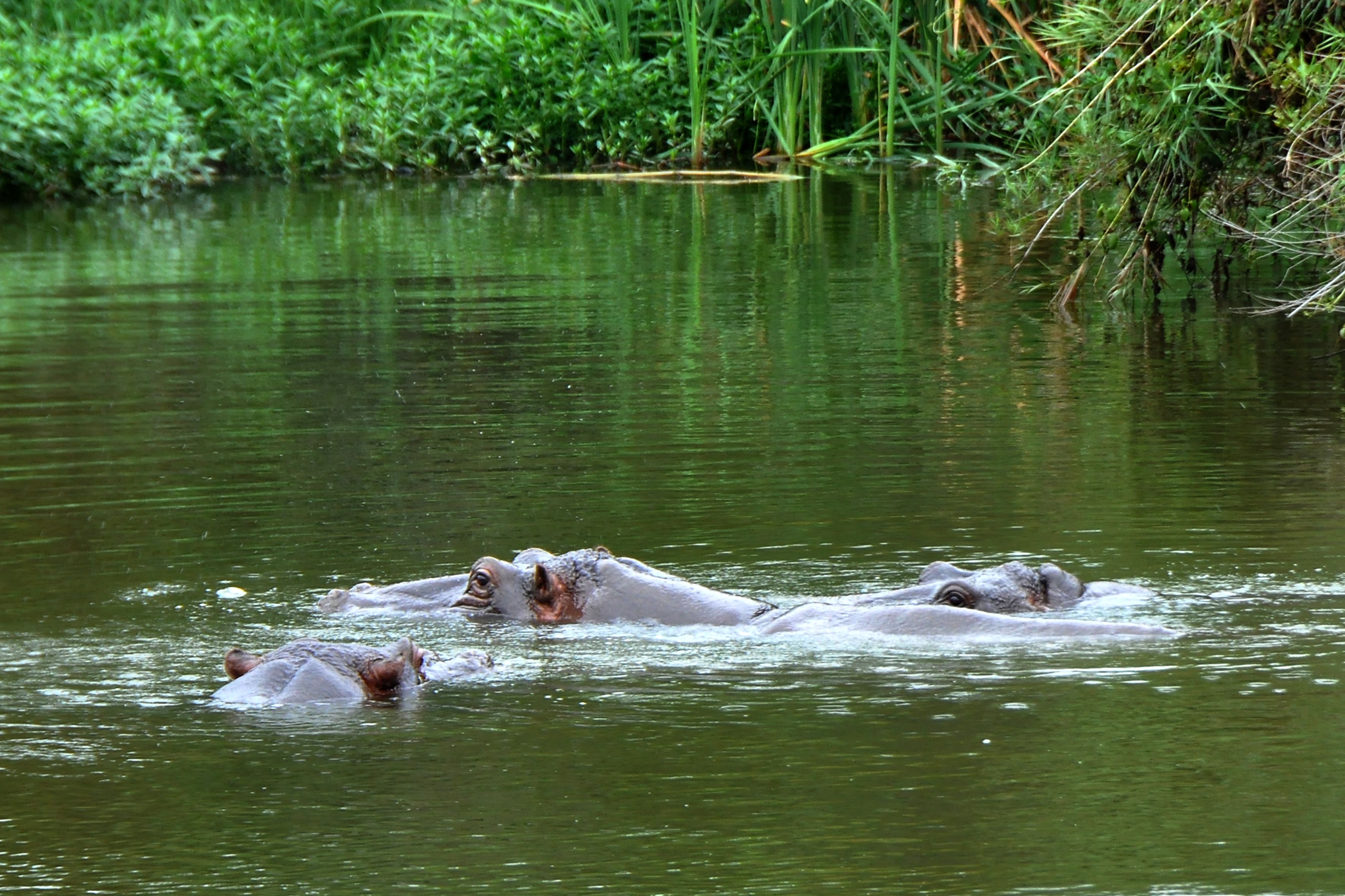 Hippos partially submerged in a body of water with dense green vegetation in the background.