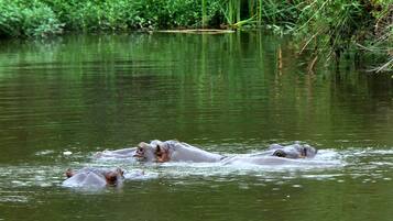 Hippos partially submerged in a body of water with dense green vegetation in the background.