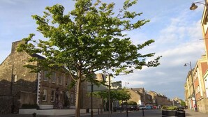A tree-lined street with historic buildings on either side. - Burntisland House (Burntisland)