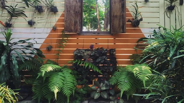 A room with a window, wooden slats on the wall, and various potted plants. - Schon (Chai Nat)