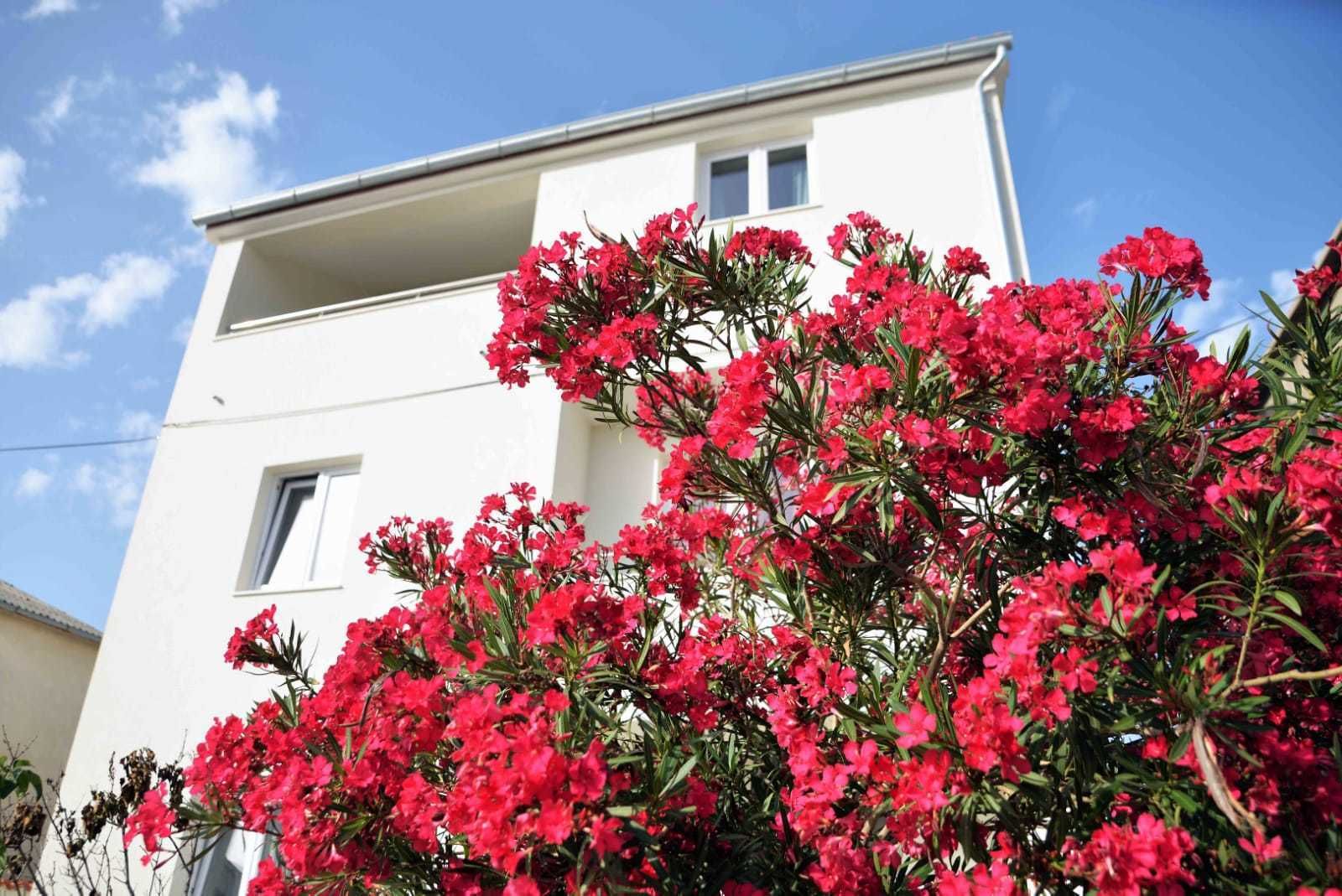 Een wit gebouw met balkons en een struik rode bloemen ervoor.