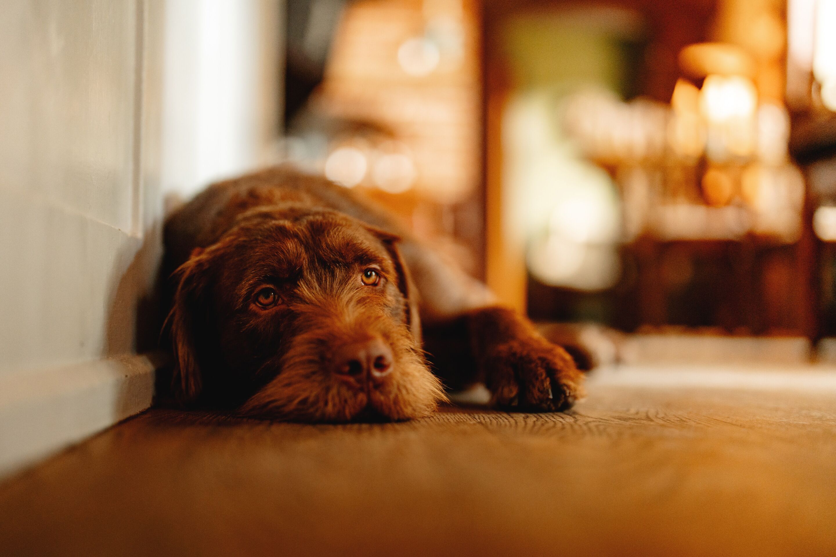 A dog lying on a carpeted floor in a room with a white door and a blurred background suggesting indoor lighting.