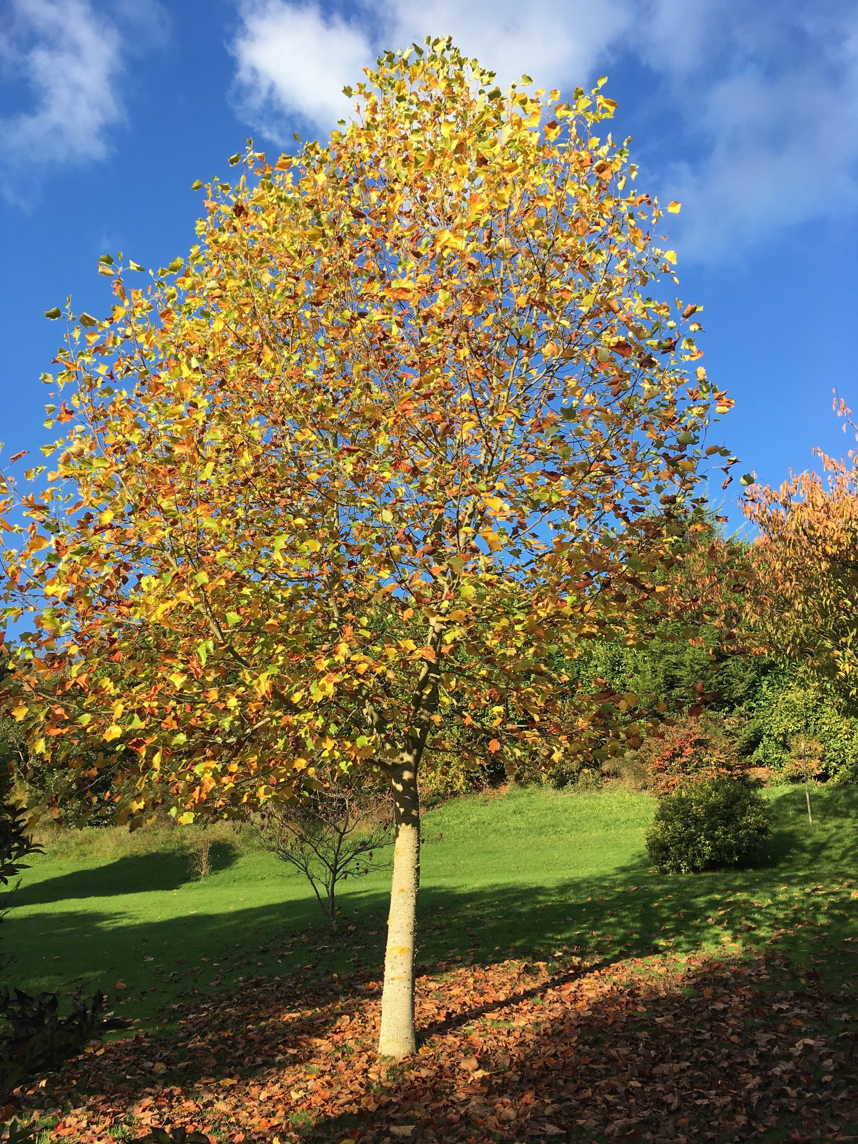 Un árbol con hojas amarillas y anaranjadas en un parque.