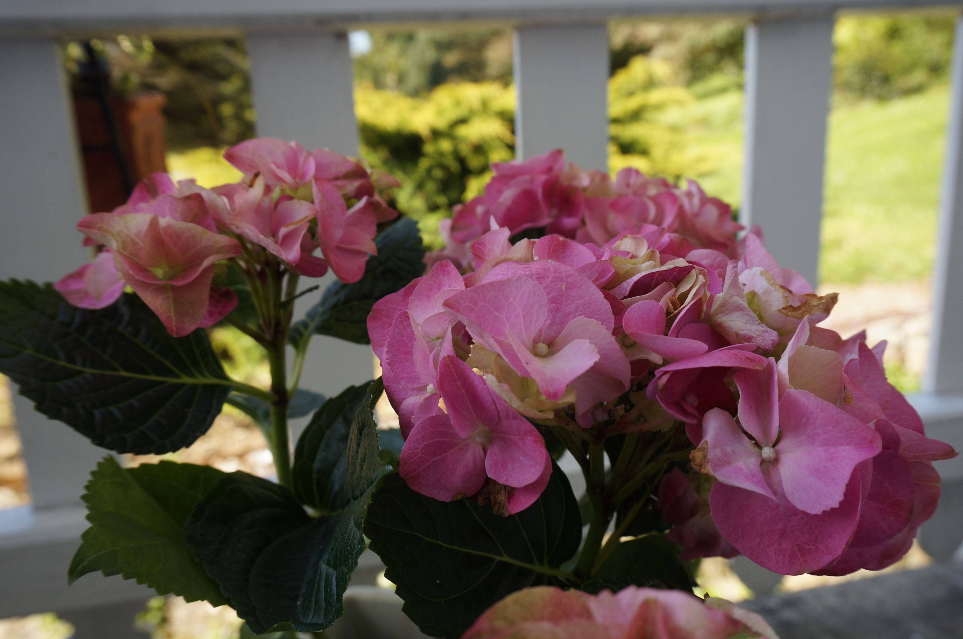 Primer plano de flores de hortensia rosadas con hojas verde oscuro, sobre un fondo borroso de una valla blanca y follaje.