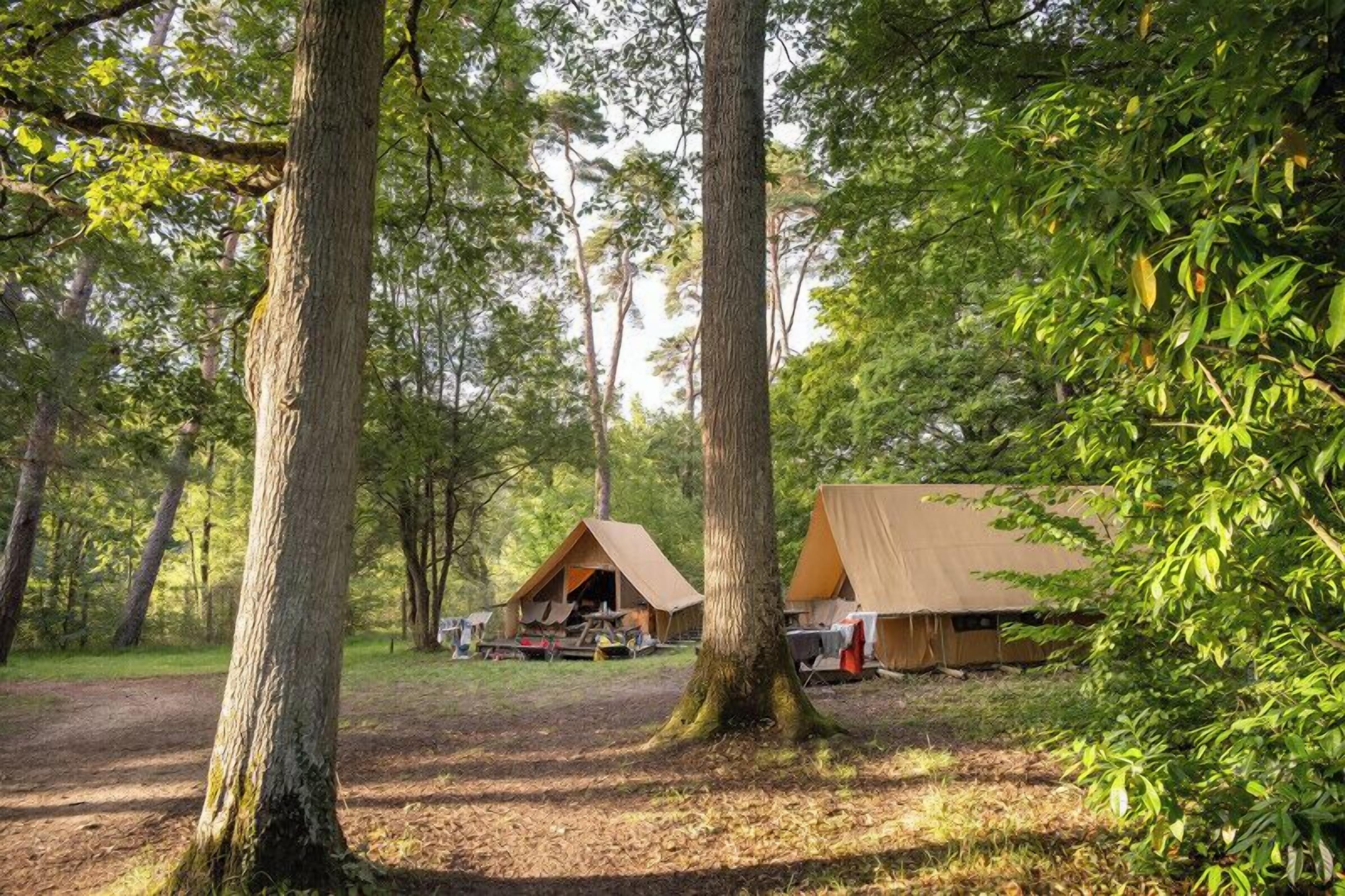 A forest campsite with two tents and a large tree in the foreground.