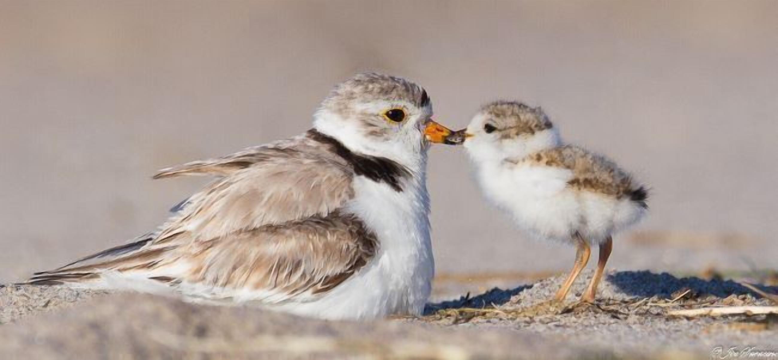 A bird with its chick on a sandy surface.