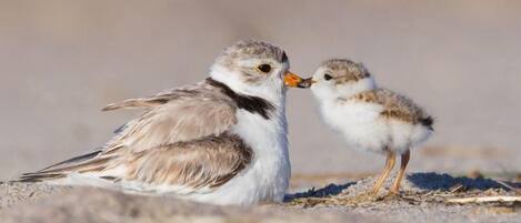 A bird with its chick on a sandy surface.