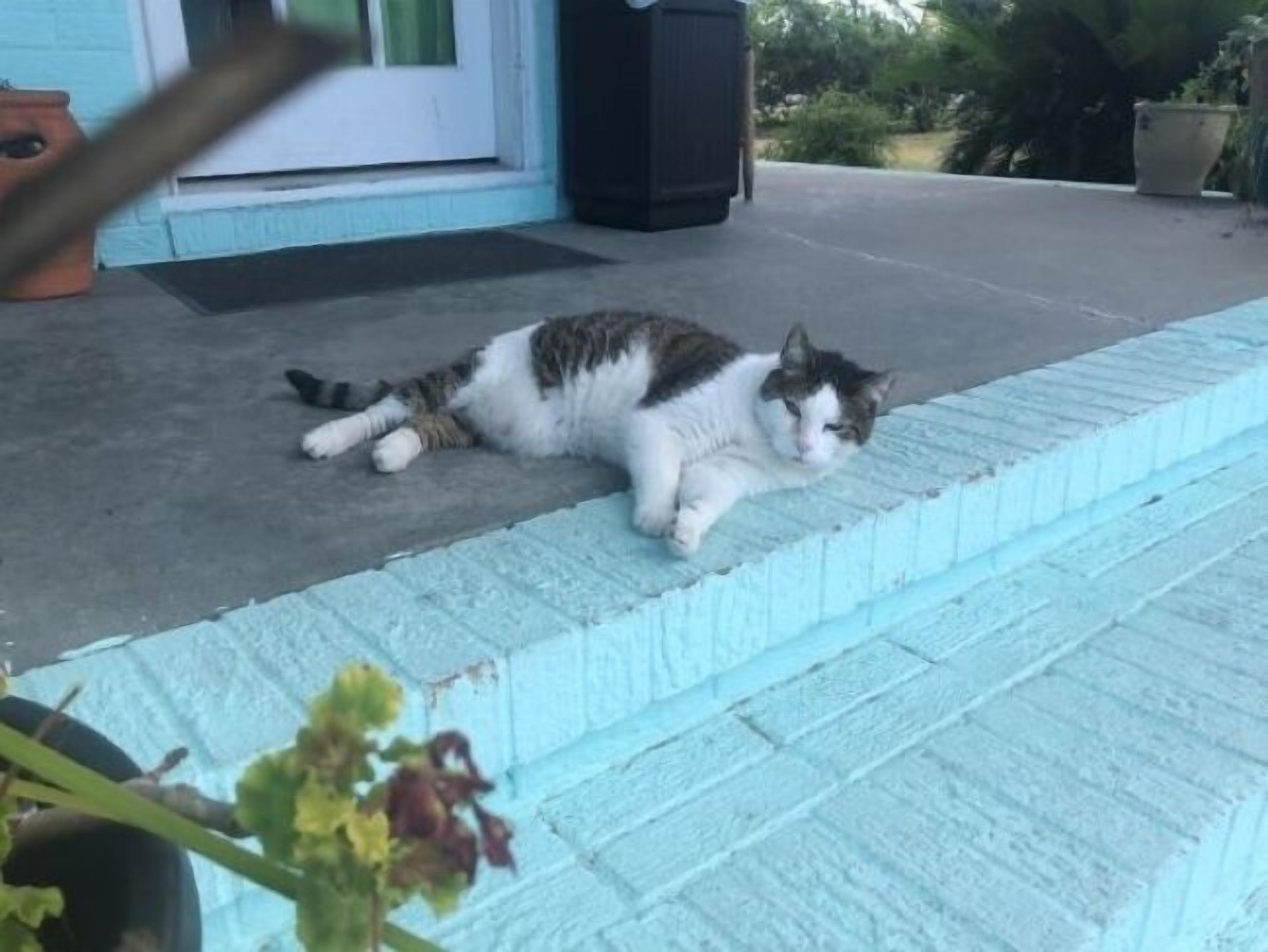 A cat lying on a porch with a door and a trash can in the background.