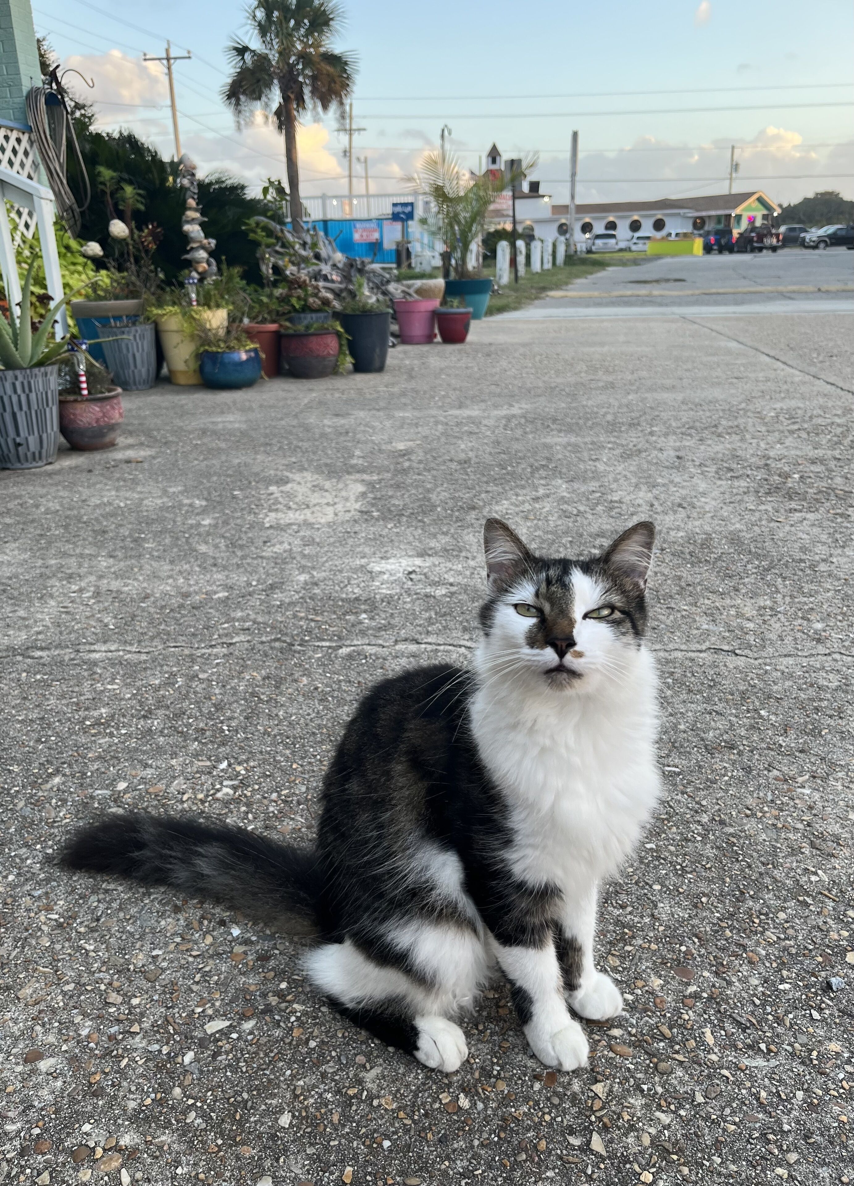 Een kat zit op een betonnen oppervlak, met potplanten op de achtergrond.