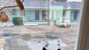 Een zwarte kat zit bij een raam en kijkt naar buiten.