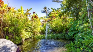 Una fuente de agua natural rodeada de vegetación exuberante y plantas tropicales.