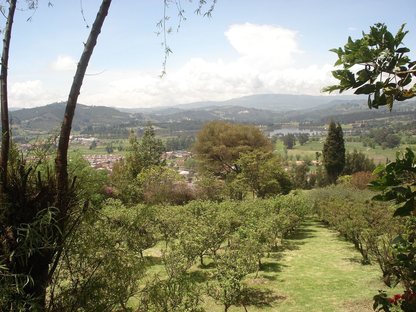Vinhedo com fileiras de videiras, uma cidade ao longe e colinas onduladas ao fundo.