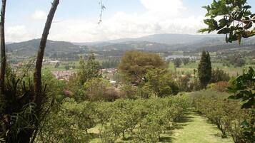 Vinhedo com fileiras de videiras, uma cidade ao longe e colinas onduladas ao fundo.