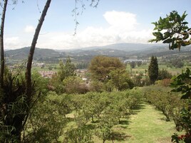 Vinhedo com fileiras de videiras, uma cidade ao longe e colinas onduladas ao fundo.
