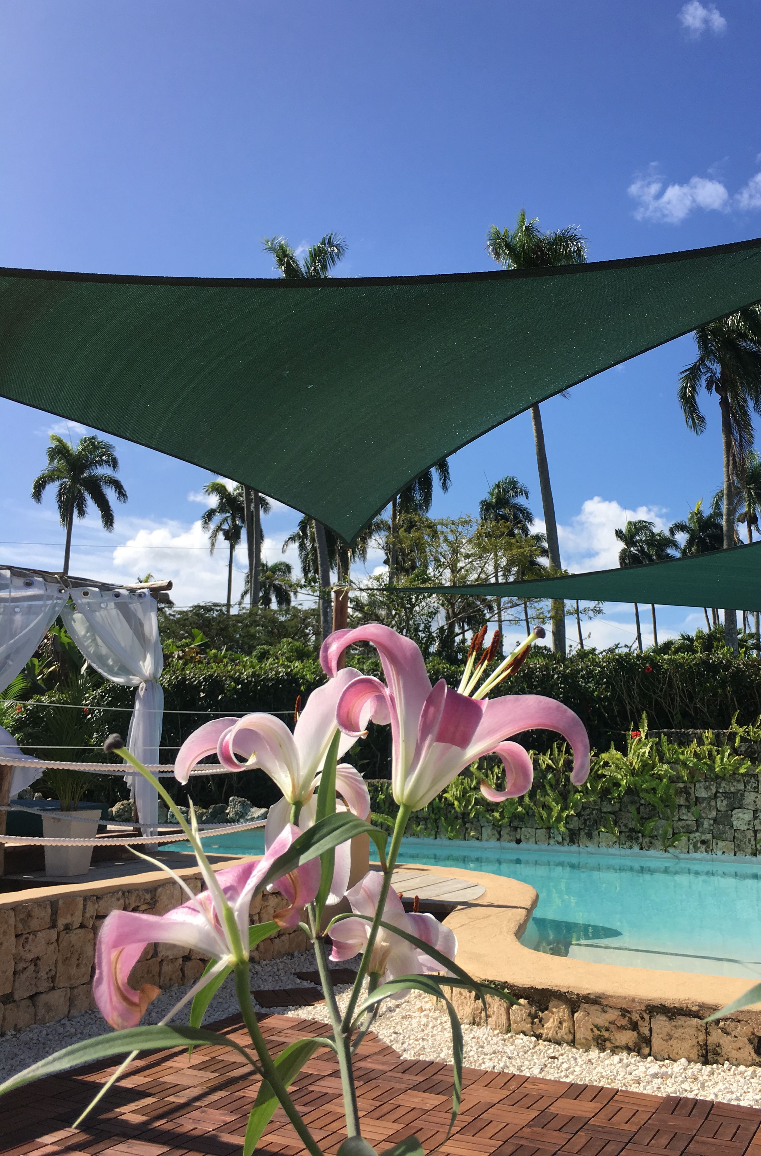 A pool area with a palm tree and a large shade structure.