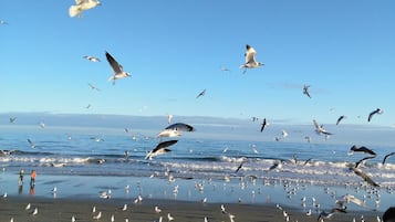 Ubicación cercana a la playa, tumbonas y toallas de playa