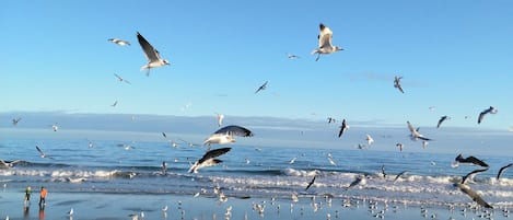 Spiaggia | Una spiaggia nelle vicinanze, lettini da mare, teli da spiaggia