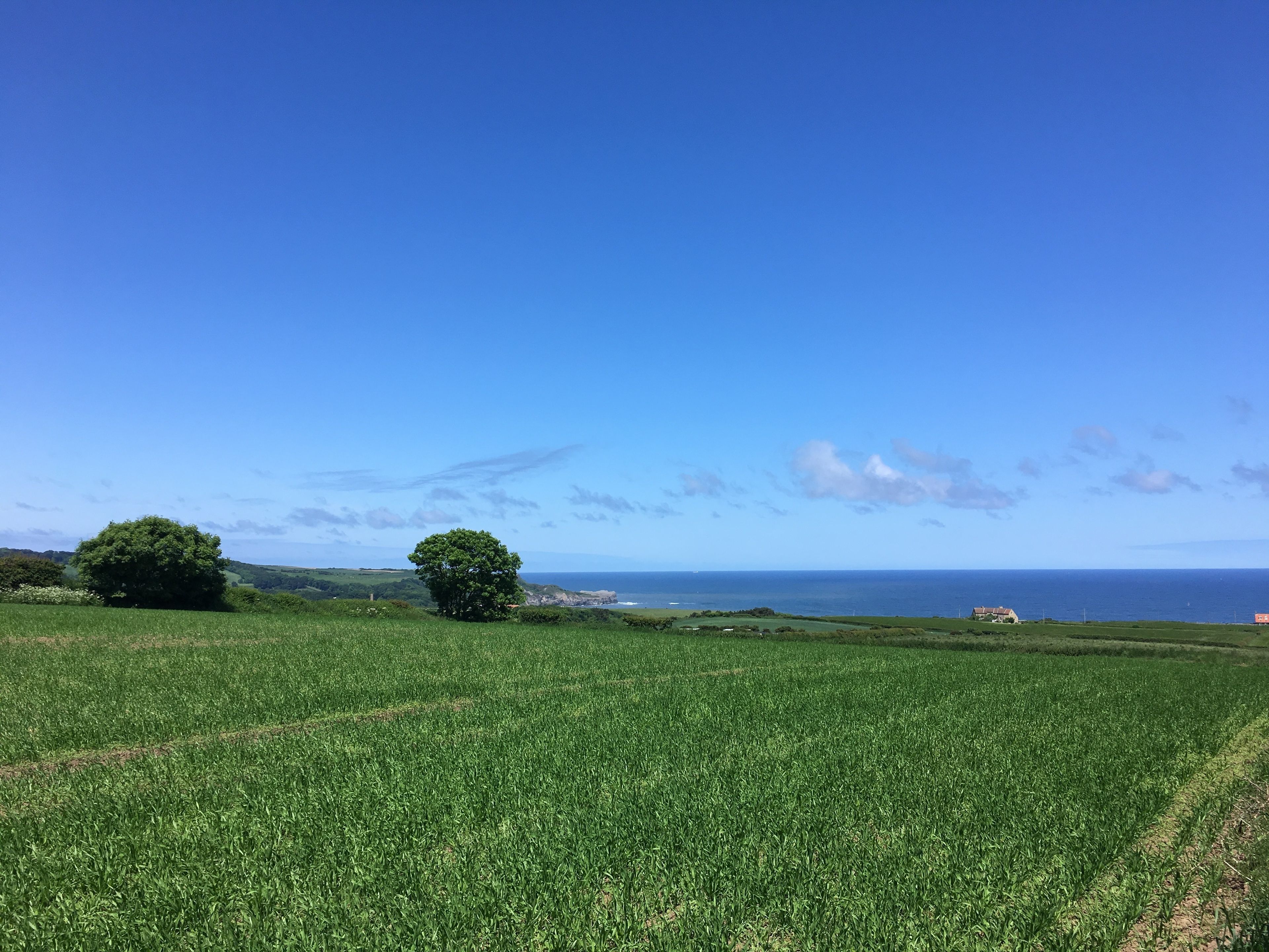 A vast green field with a clear blue sky and distant ocean view.