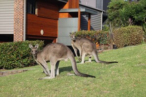 Property grounds - Pambula Beach Seaview ~ stunning ocean views +12:00 pm check-out (Pambula Beach)