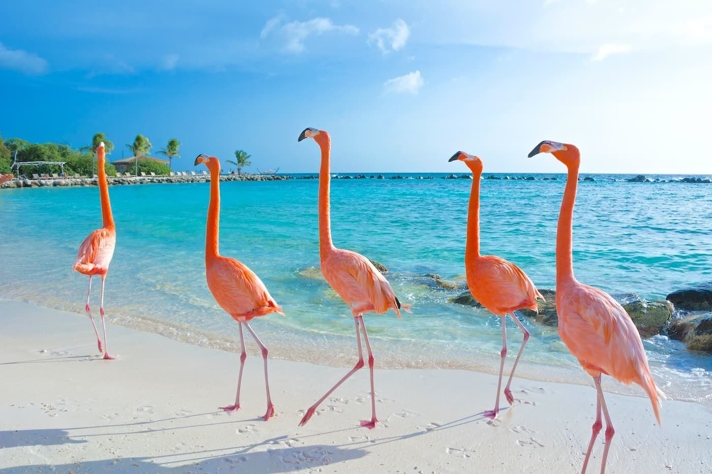 Flamingos walking on a beach with clear turquoise water and a clear sky.
