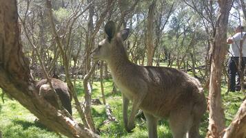 A kangaroo in a forested area with trees and grass.