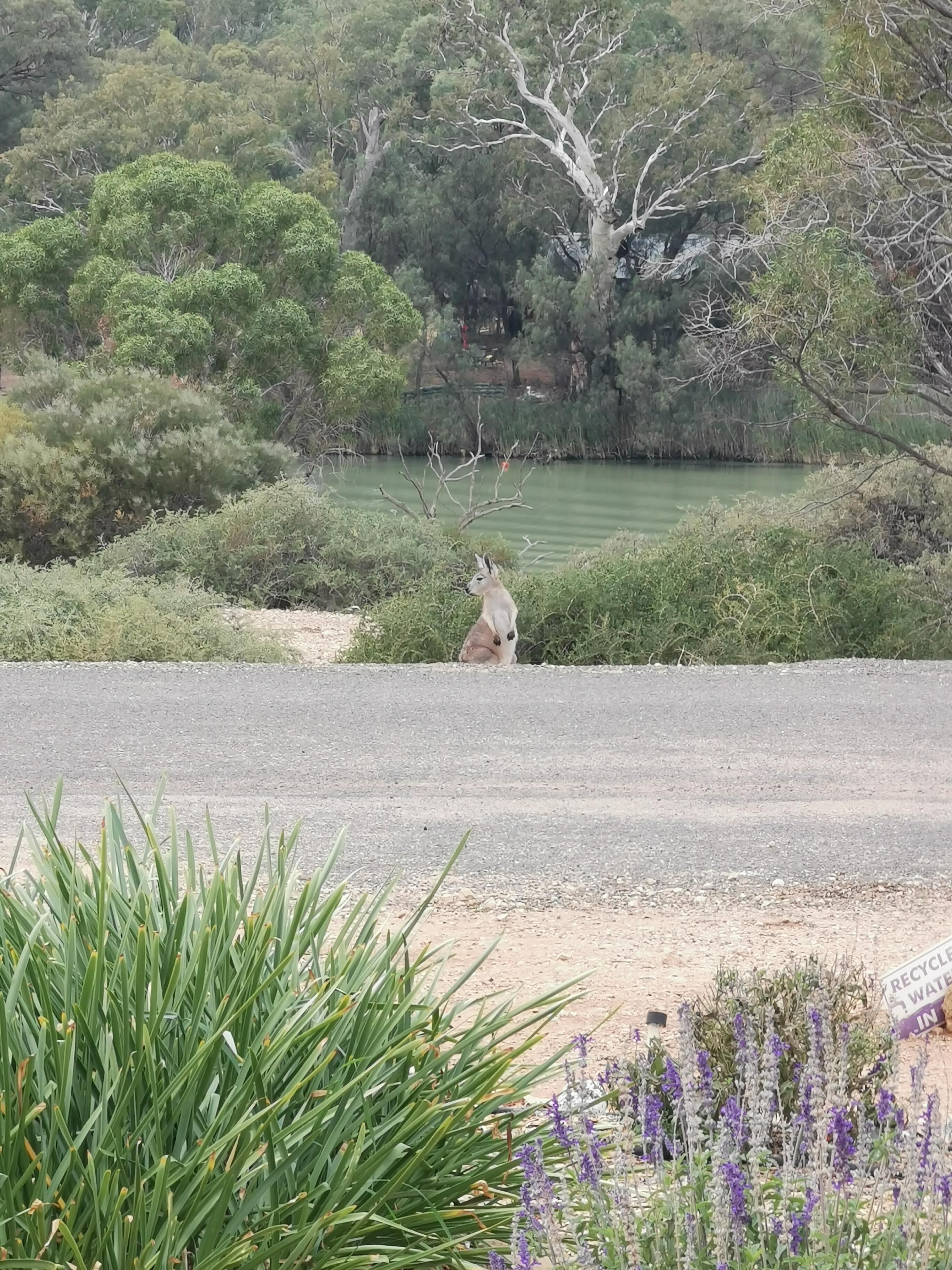 Morgan on the River Murray  with awesome river and scrub views — image 30