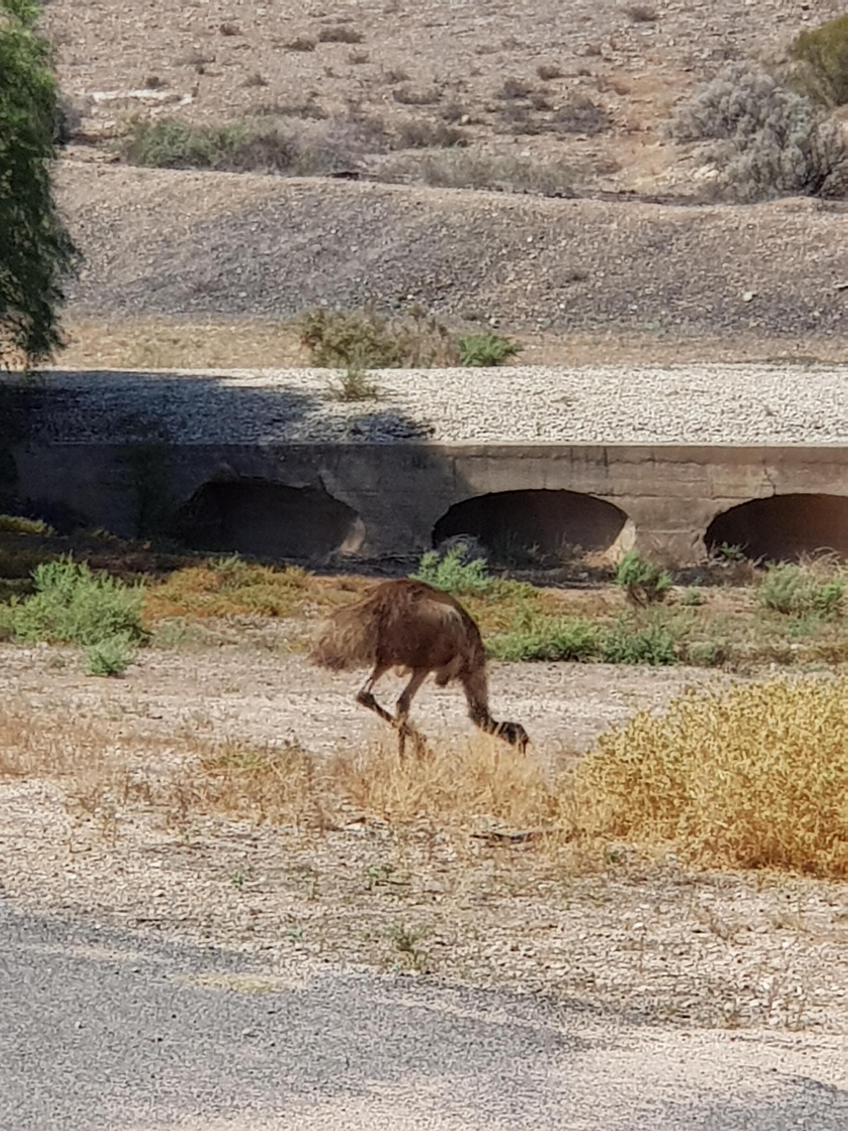 Morgan on the River Murray  with awesome river and scrub views — image 23