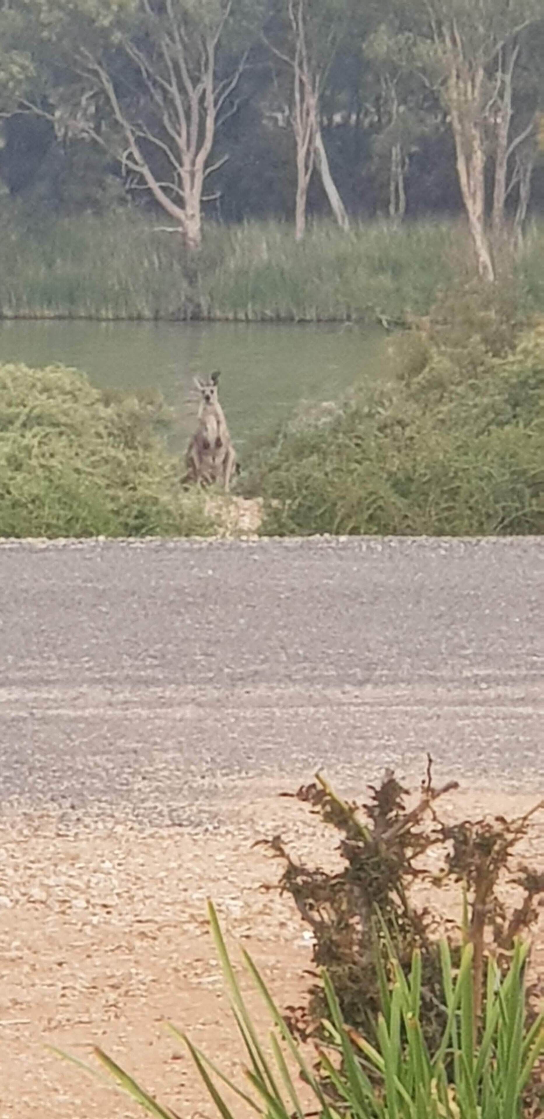 Morgan on the River Murray  with awesome river and scrub views — image 9